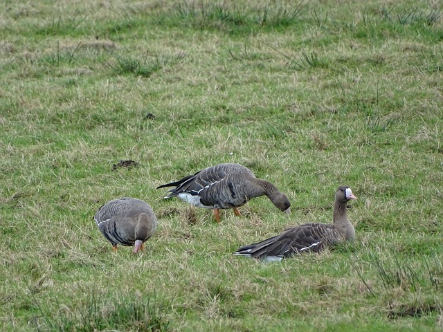 可能疲软的 可能疲软的
